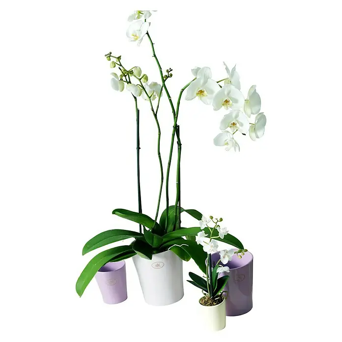 SK Tegla za orhideju Merina - Vanjska dimenzija (ø x V): 10 x 12 cm, Keramika, Lavanda, Sjaj - Živopisni prikaz