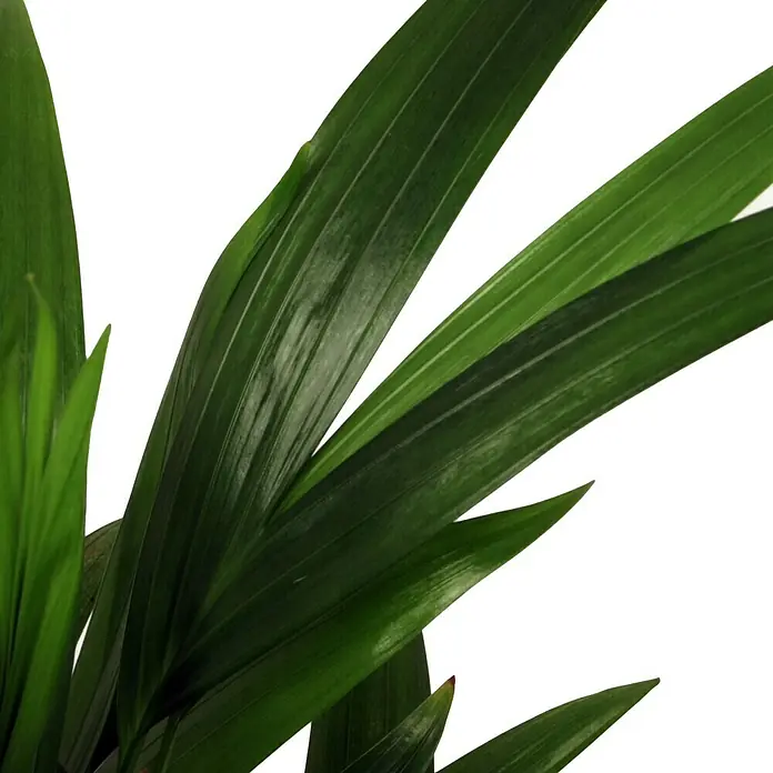 Piardino Goldfruchtpalme - Dypsis lutescens, Topfgröße: 12 cm, Grün - Detailaufnahme