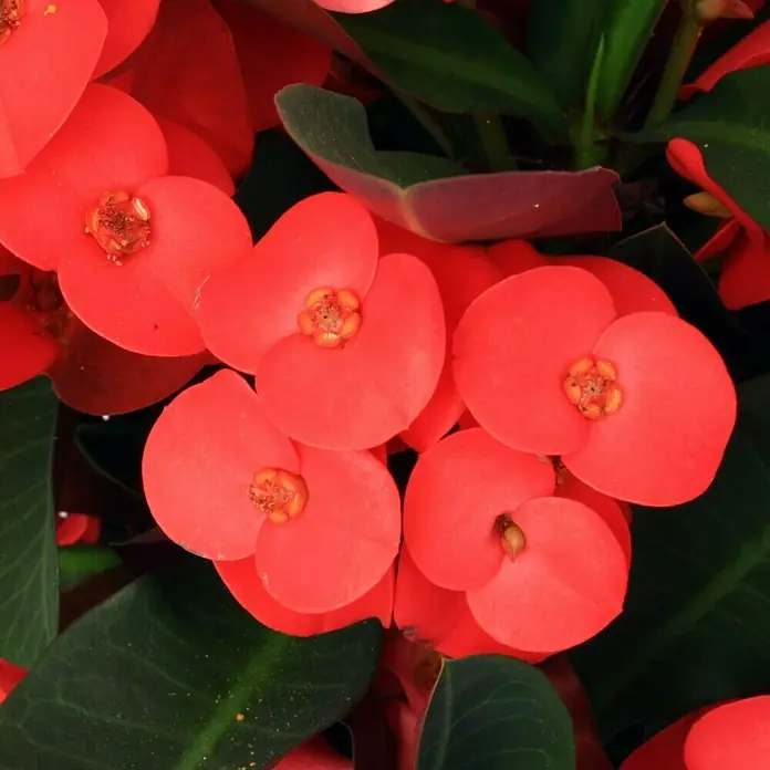 Piardino Christusdorn - Euphorbia milii, Topfgröße: 10 cm, in Sorten - Detailaufnahme