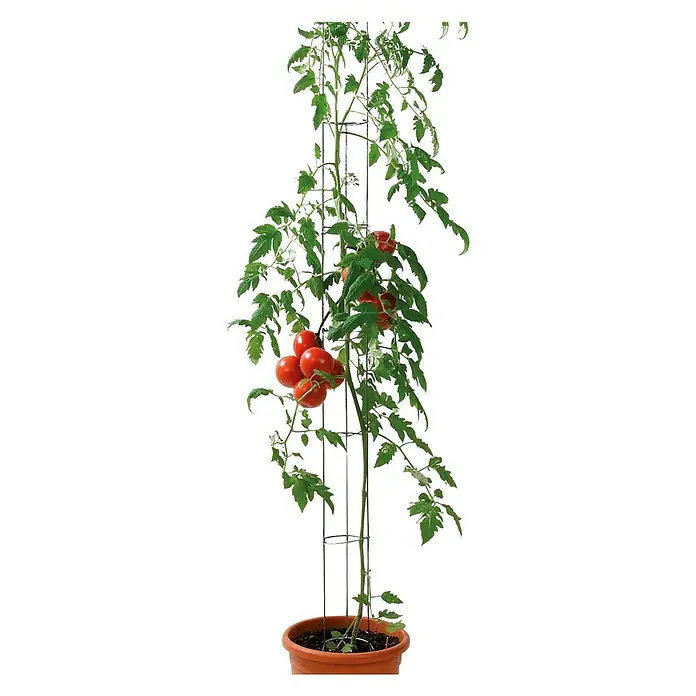 Bellissa Tomatensäule - 120 cm - Stimmungsaufnahme