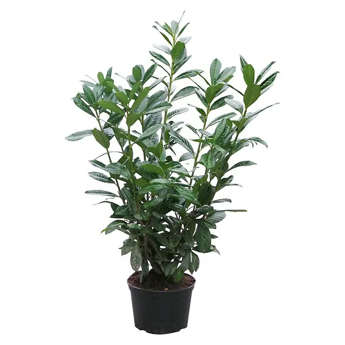 Piardino Kirschlorbeer - Prunus laurocerasus Etna, Topfgröße: 5 l