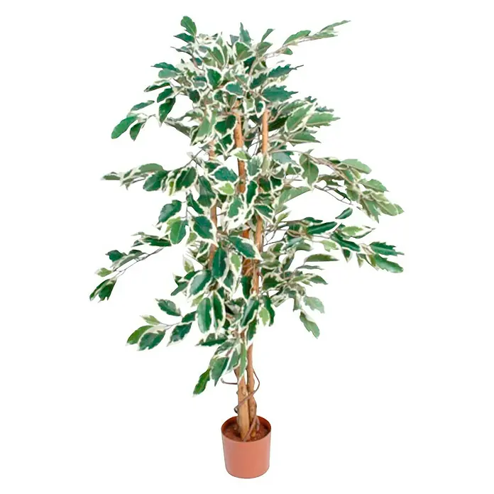 Planta artificial Ficus Hawaii - Altura: 180 cm, Verde, Plástico