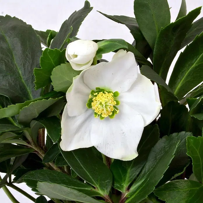Piardino Christrose - Helleborus niger, Topfgröße: 9 cm, Weiß - Detailaufnahme