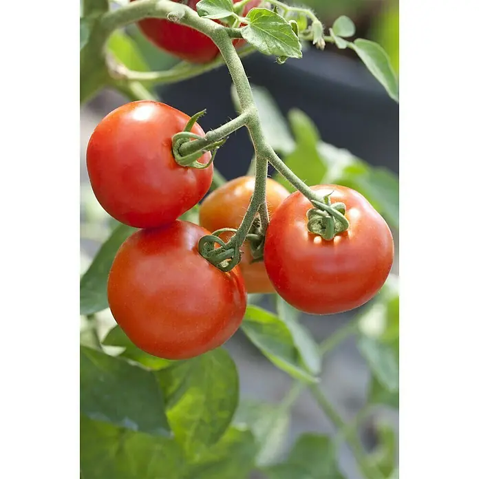 Piardino Strauchtomate - Lycopersicon esculentum Culina F1, 12 cm, Erntezeit: Juli - Oktober - Stimmungsaufnahme