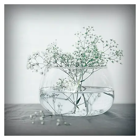 Póster Gypsophila