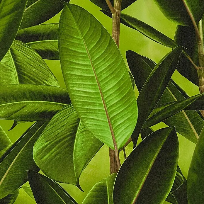 Papel pintado Hoja platanero - Verde, Hojas de plátano, 10 x 0,53 m