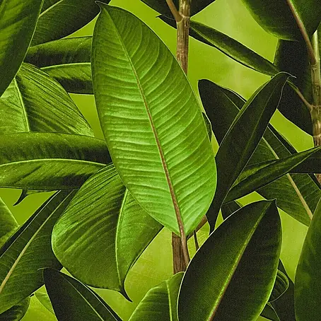 Papel pintado Hoja platanero
