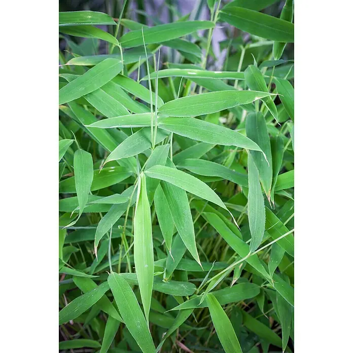 Piardino Muriel-Bambus - Fargesia murielae, 2 l - Detailaufnahme