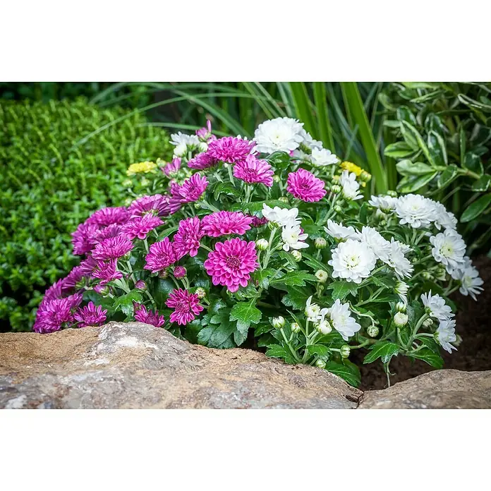 Piardino Herbst-Chrysantheme - Dendranthema multiflora Trio, Mehrfarbig, Weiß, Gelb, Rot
