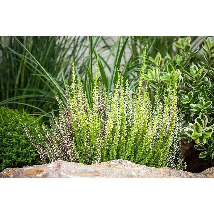 Besenheide - Calluna vulgaris Beauty Ladies Trios, Topfgröße: 13 cm, 3-farbig