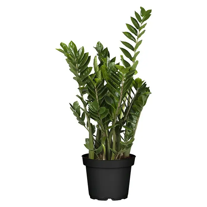 Piardino Glücksfeder - Zamioculcas zamiifolia, Topfgröße: 24 cm - Vorderansicht