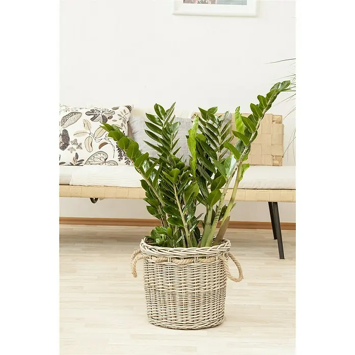 Piardino Glücksfeder - Zamioculcas zamiifolia, Topfgröße: 24 cm - Stimmungsaufnahme