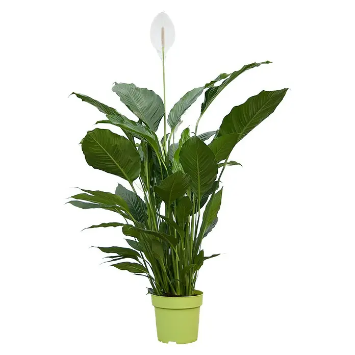 Piardino Blattfahne - Spathiphyllum floribundum, Topfgröße: 24 cm - Vorderansicht