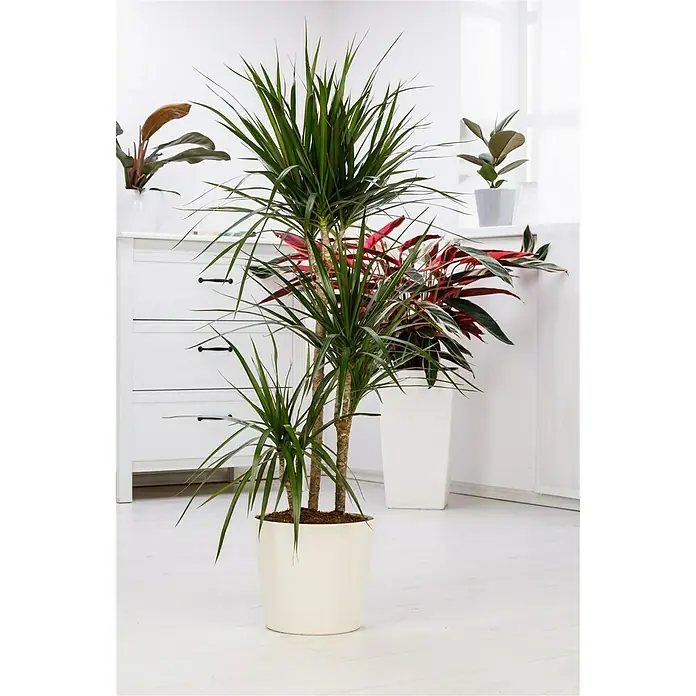 Piardino Drachenbaum - Dracaena marginata, Topfgröße: 21 cm, Blattfarbe: Grün/Rot - Stimmungsaufnahme