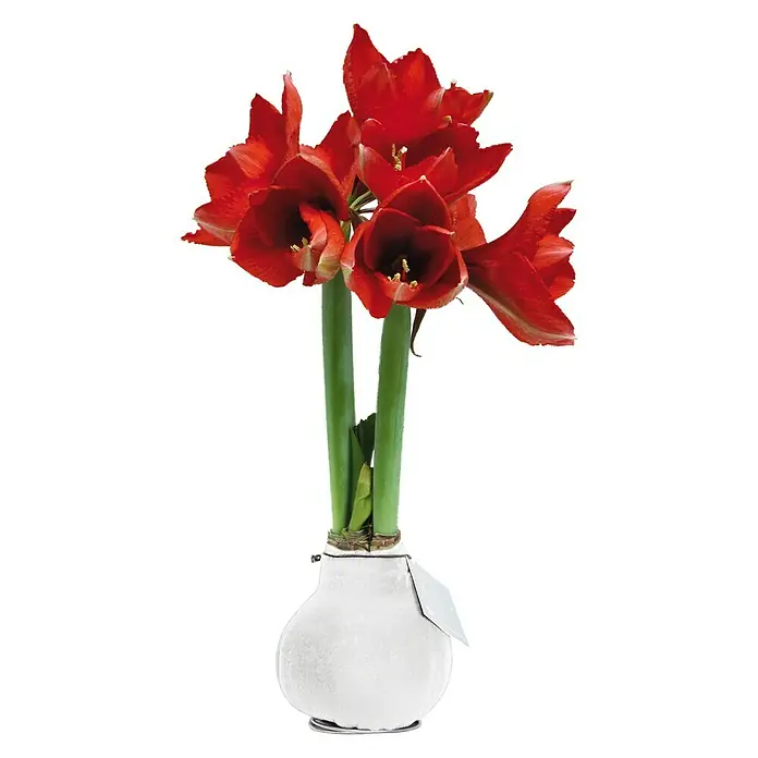 Piardino Amaryllis Waxz® - Hippeastrum hybride, Blütenfarbe: Sortenabhängig