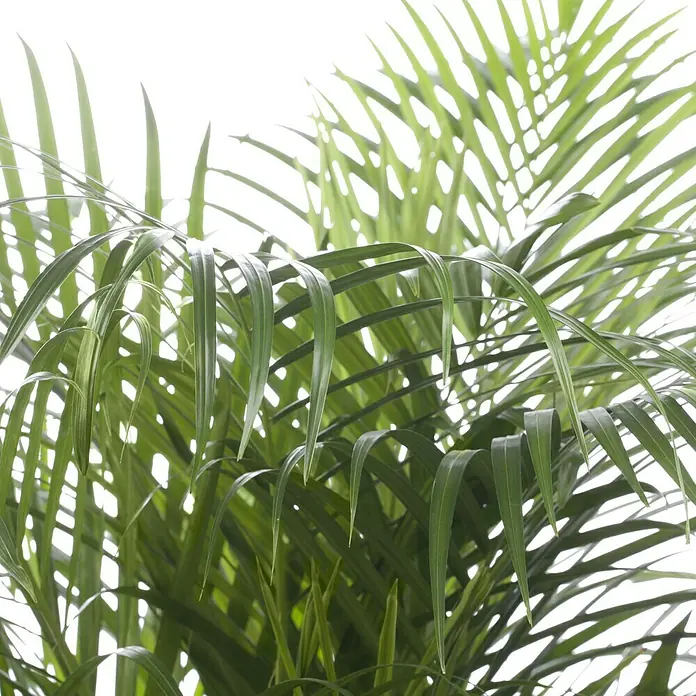 Piardino Goldfruchtpalme - Dypsis lutescens, Topfgröße: 17 cm, Grün - Detailaufnahme