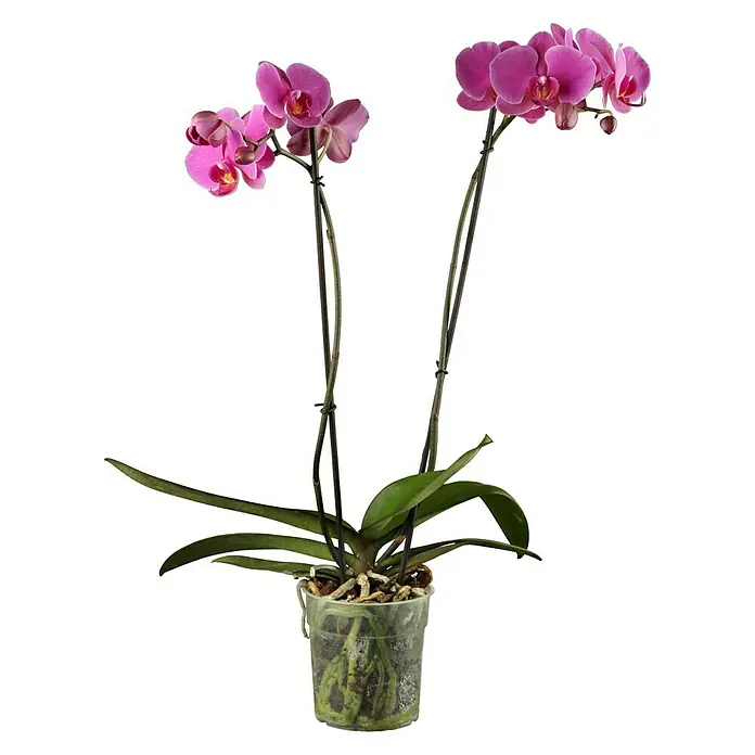 Piardino Schmetterlingsorchidee - Phalaenopsis x Hybrid Rubina, Topfgröße: 12 cm, Blütenfarbe: Purpurrot, Wuchsform: Aufrecht - Vorderansicht