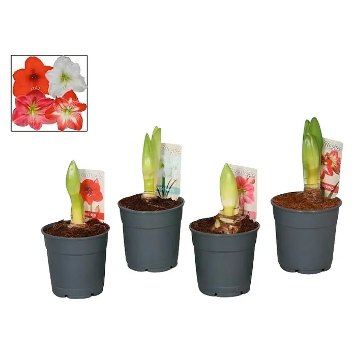 Piardino Lirio de Santa Paula - Hippeastrum, Tamaño de maceta: 12 cm, Rosa/Rojo/Blanco