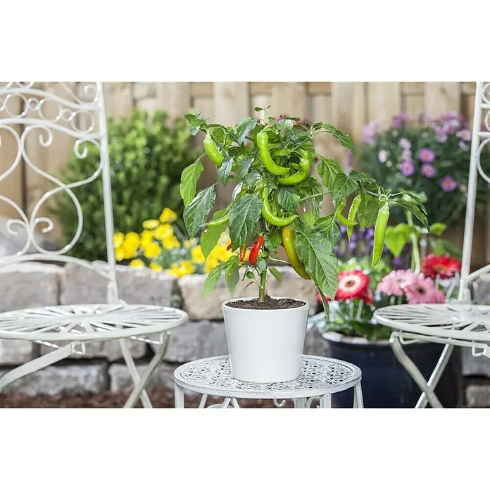 Piardino Peperoni - Capsicum peperomia, 14 cm - Stimmungsaufnahme