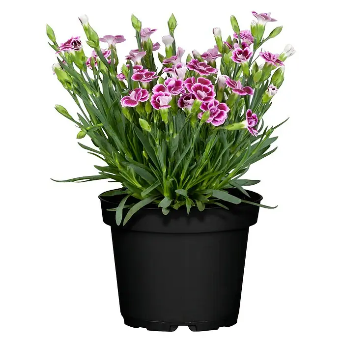 Piardino Gartennelke Pink Kisses - Dianthus caryophyllus, Topfgröße: 10 cm, Lila/Weiß - Vorderansicht