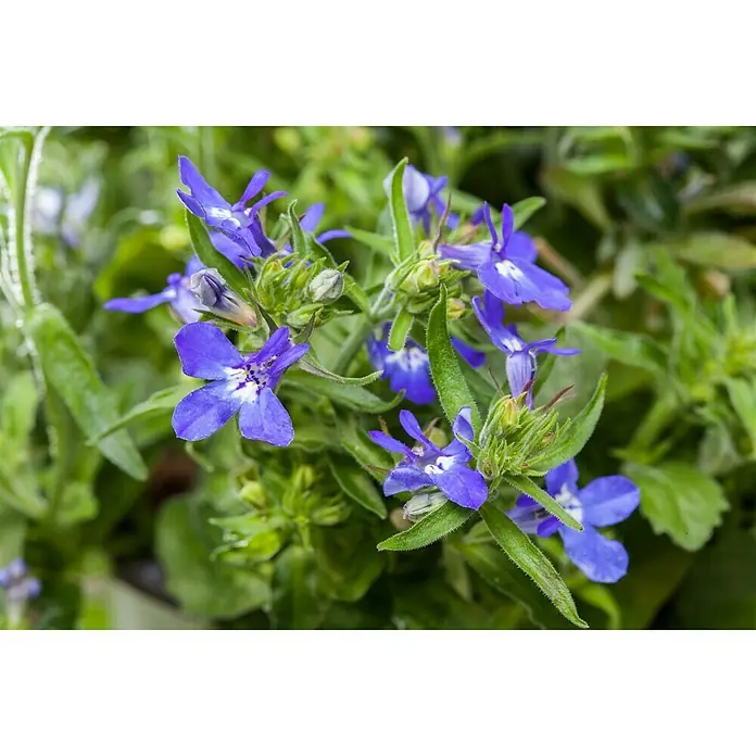 Piardino Lobelie - Lobelia ricardii, Blau - Detailaufnahme