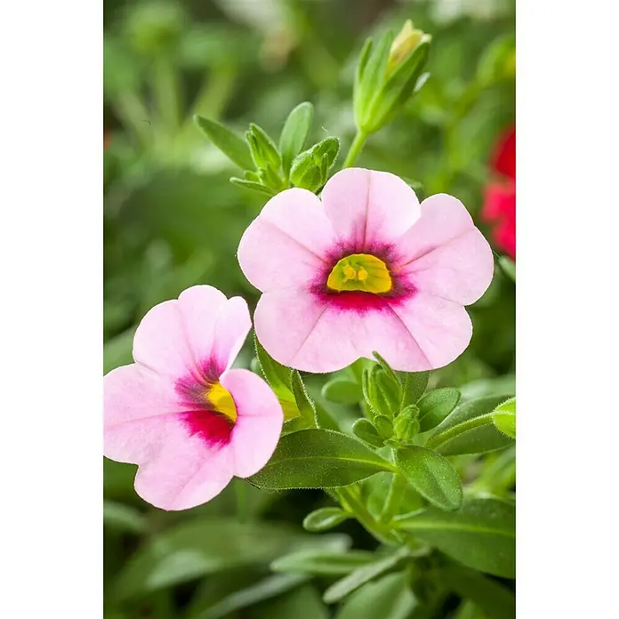 Piardino Zauberglöckchen - Calibrachoa Hybride, Topfgröße: 13 cm, Rosa - Detailaufnahme