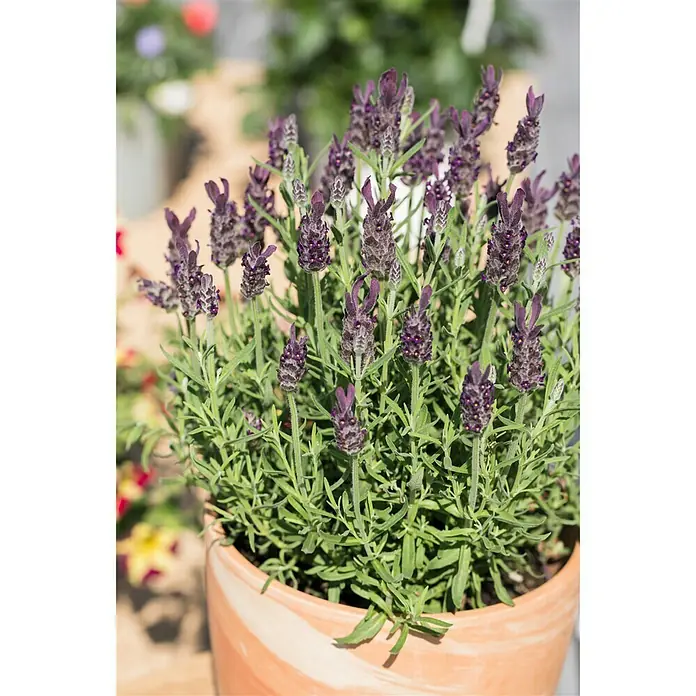 Piardino Schopflavendel Anouk - Lavandula stoechas, Topfvolumen: 2 l - Stimmungsaufnahme