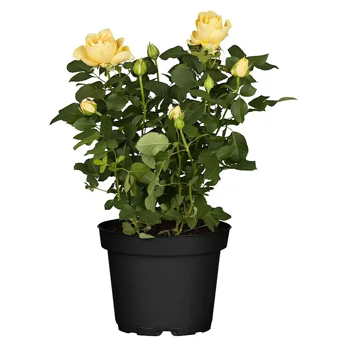 Piardino Topfrose Patio Hit - Rosa Hybride, Topfgröße: 13 cm, Blütenfarbe: Orange - Vorderansicht