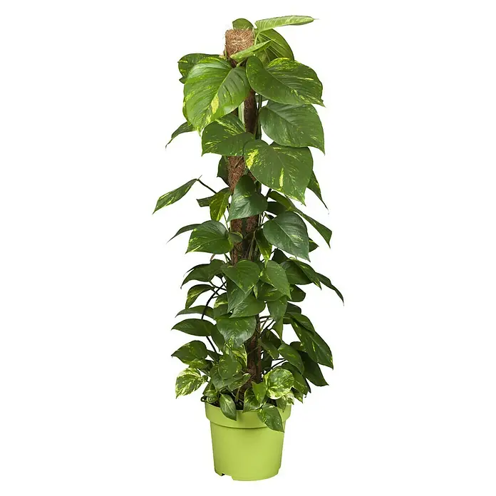 Piardino Poto con palo - Epipremnum aureum, Tamaño de maceta: 24 cm - Vista frontal