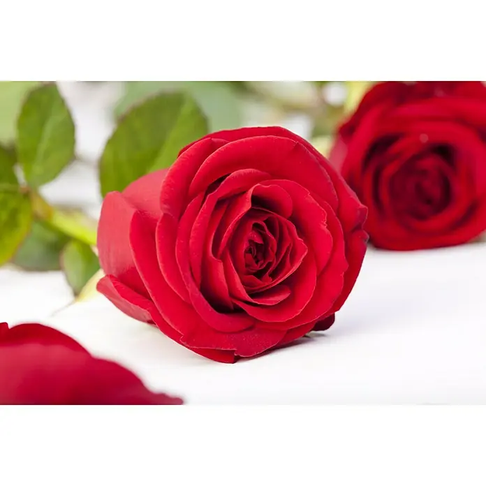 Piardino Topfrose Patio Hit - Rosa Hybride, Topfgröße: 13 cm, Blütenfarbe: Rot - Stimmungsaufnahme