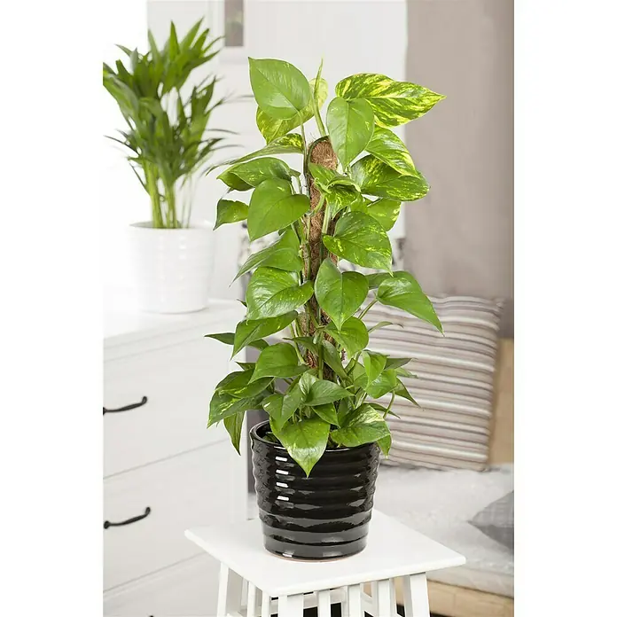 Piardino Efeutute - Epipremnum aureum, Topfgröße: 17 cm, Gelb/Grün - Stimmungsaufnahme