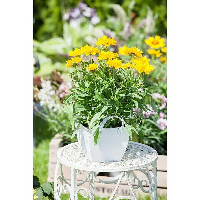 Piardino Großblumiges Mädchenauge - Coreopsis grandiflora, Topfgröße: 13 cm, Gelb - Stimmungsaufnahme
