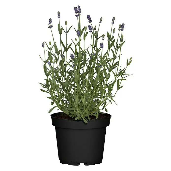 Piardino Lavendel - Lavendula angustifolium, Blau/Lila - Vorderansicht