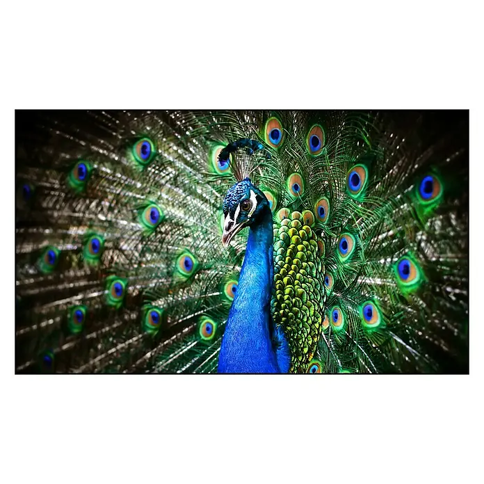 Cuadro de vidrio Peacock - Pavo real, An x Al: 120 x 70 cm