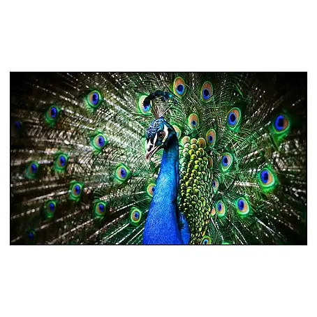 Cuadro Peacock