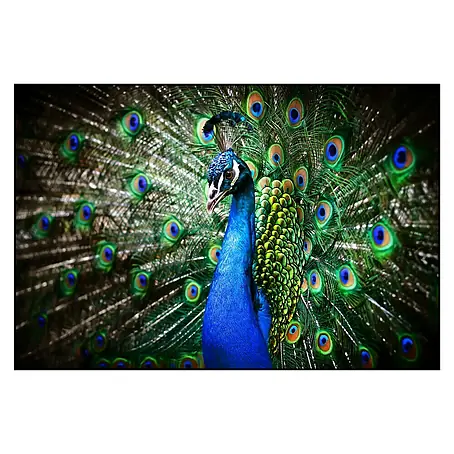 Cuadro de vidrio Peacock