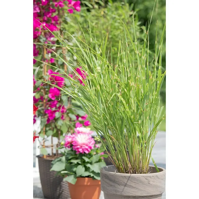 Piardino Garten-Zebraschilf - Miscanthus sinensis strictus, Topfvolumen: 3 l, Gelb/Grün - Stimmungsaufnahme