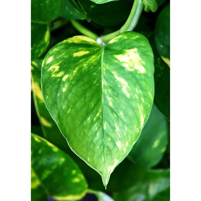 Piardino Efeutute - Epipremnum aureum, Topfgröße: 12 cm - Detailaufnahme