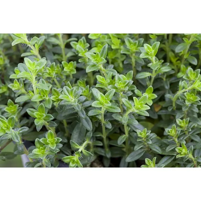 Piardino Bio Echter Thymian Bio - Thymus vulgaris