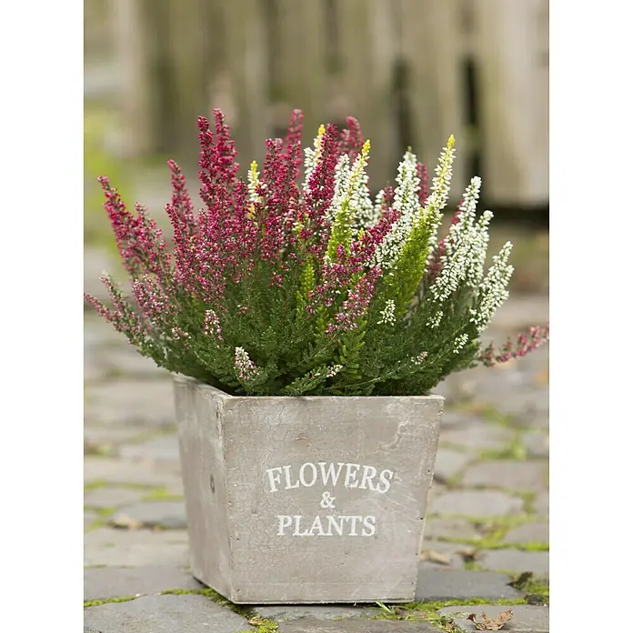 Besenheide - Calluna 'High Five', Topfgröße: 11 cm, 5-farbig - Stimmungsaufnahme