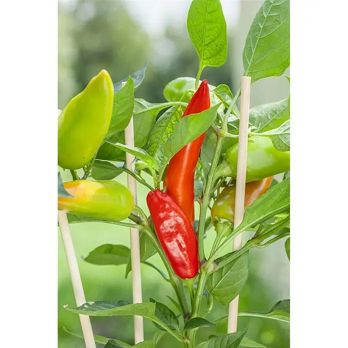 Blu Bio Chili Snack - Capsicum anuum 'Snack Chili', 12 cm - Detailaufnahme
