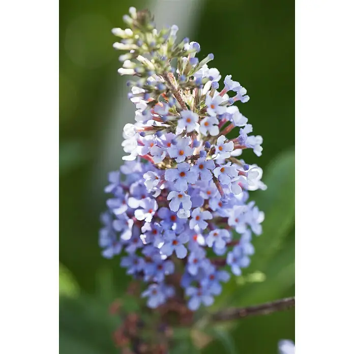Piardino Sommerflieder Buzz - Buddleja davidii, Artenabhängig - Detailaufnahme