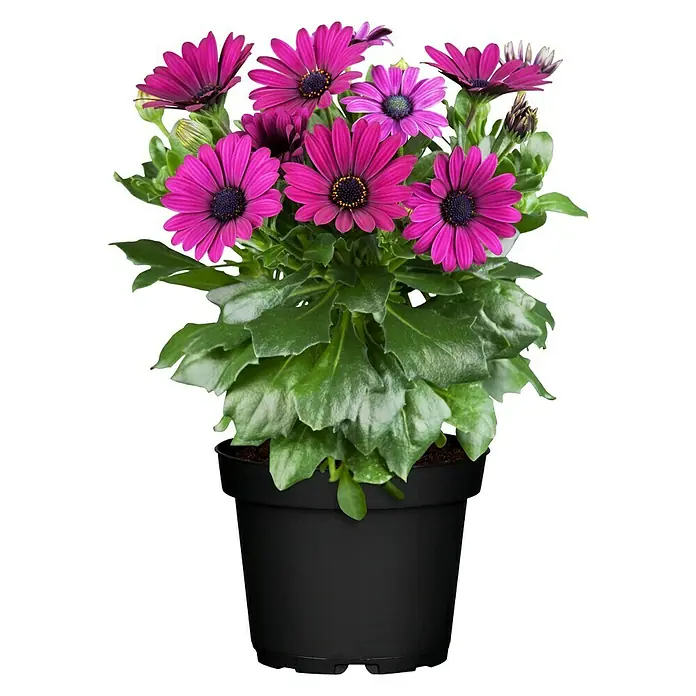 Kapkörbchen Astra - Ostespermum Astra, Topfgröße: 12 cm, Sortenabhängig - Vorderansicht