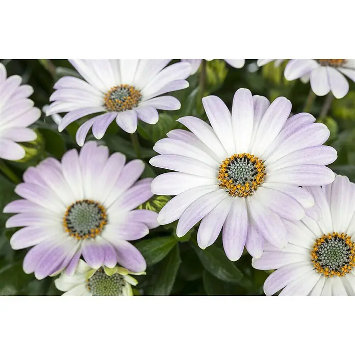 Kapkörbchen Astra - Ostespermum Astra, Topfgröße: 12 cm, Sortenabhängig - Detailaufnahme