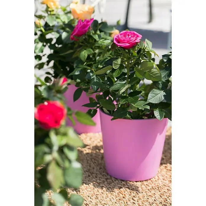 Piardino Topfrose Patio Hit - Rosa Hybride, Topfgröße: 13 cm, Rot - Stimmungsaufnahme