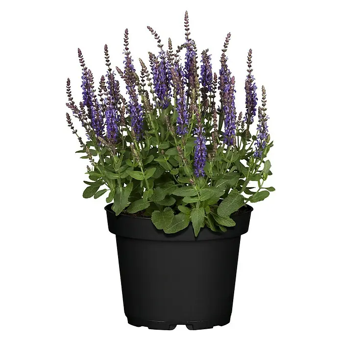 Piardino Garten-Blüten-Salbei - Salvia nemorosa, Topfgröße: 19 cm, Blau/Lila - Vorderansicht