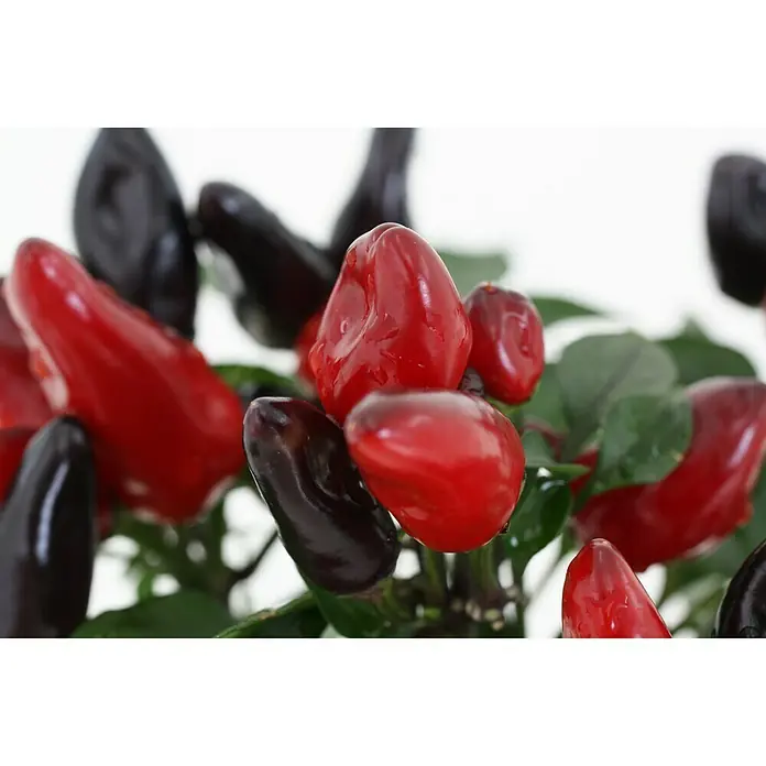 Blu Bio Chili Feuerküsschen - Capsicum anuum 'Feuerküsschen', 12 cm, Erntezeit: August - Oktober - Detailaufnahme