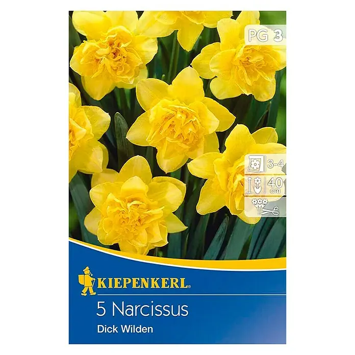 Kiepenkerl Frühlingsblumenzwiebeln Narzisse 'Dick Wilden' - Narcissus pseudonarcissus, 5 Stk. - Vorderansicht