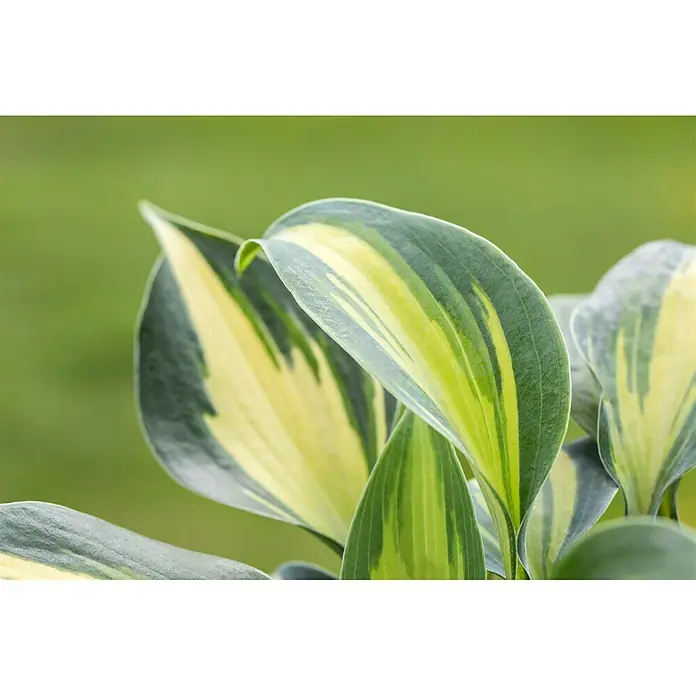 Piardino Funkie - Hosta Hybride, Topfgröße: 13 cm, Blütenfarbe: Sortenabhängig, Lila - Detailaufnahme