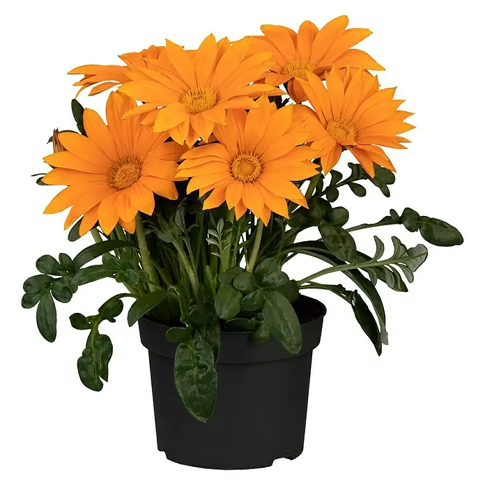Piardino Gazania - Gazania 'Deep Orange', Topfvolumen: 13 l - Vorderansicht